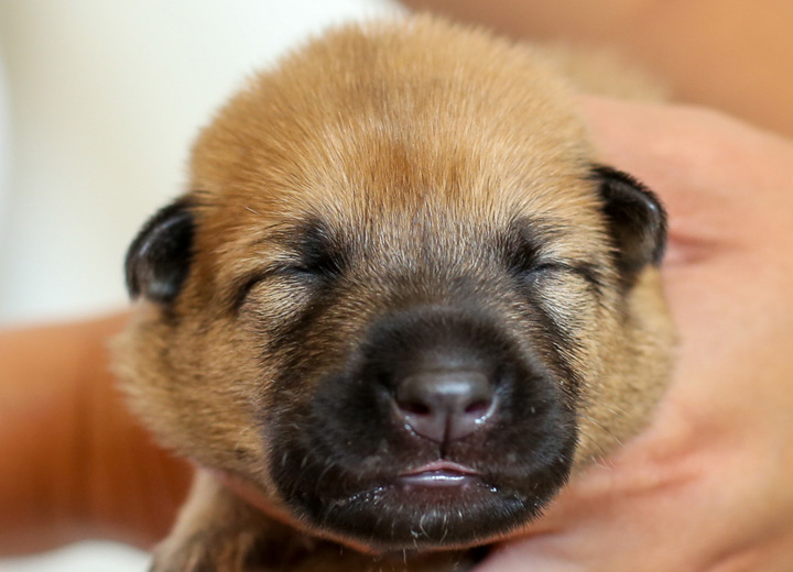 chinook puppy